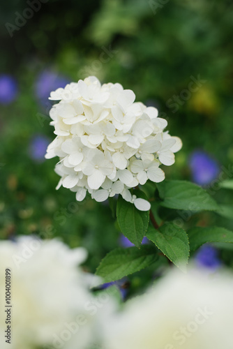 White flower of paniculate hydrangea Bonfire