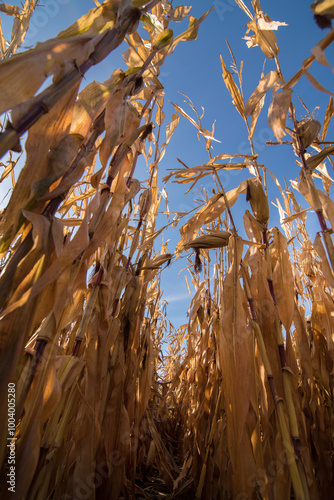 bottom up view of corn field at harvest time, dry plants and ripe cobs