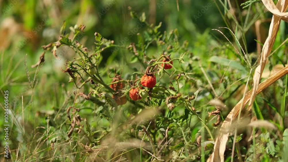 Close up shot of a diseased tomato plant.