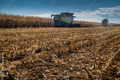 stubble in a corn field after harvest by combine harvester, focus on stubble,...
