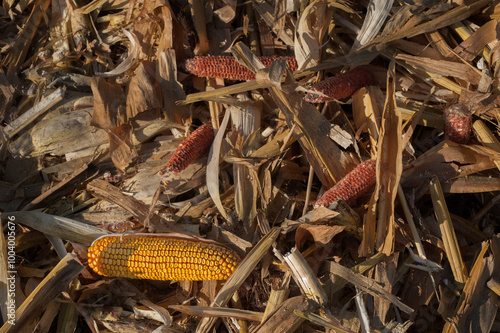 Dried corn husks scattered on the ground