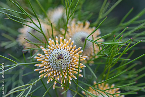 Isopogon - corn flower