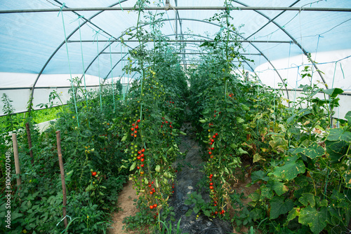 Vibrant and Healthy Ripe Tomatoes Grown in a Greenhouse for Ultimate Freshness. photo