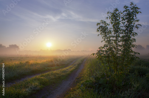 Summer dawn on the meadow