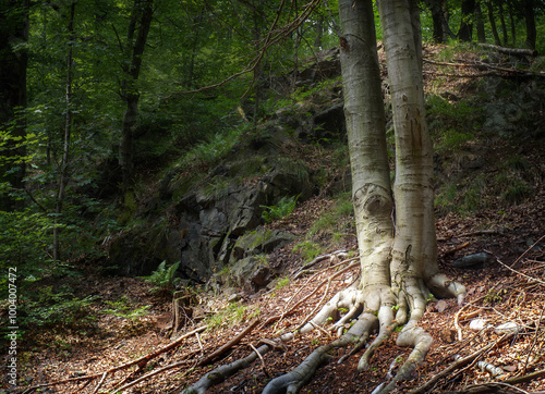 Sunlight in the mountain forest