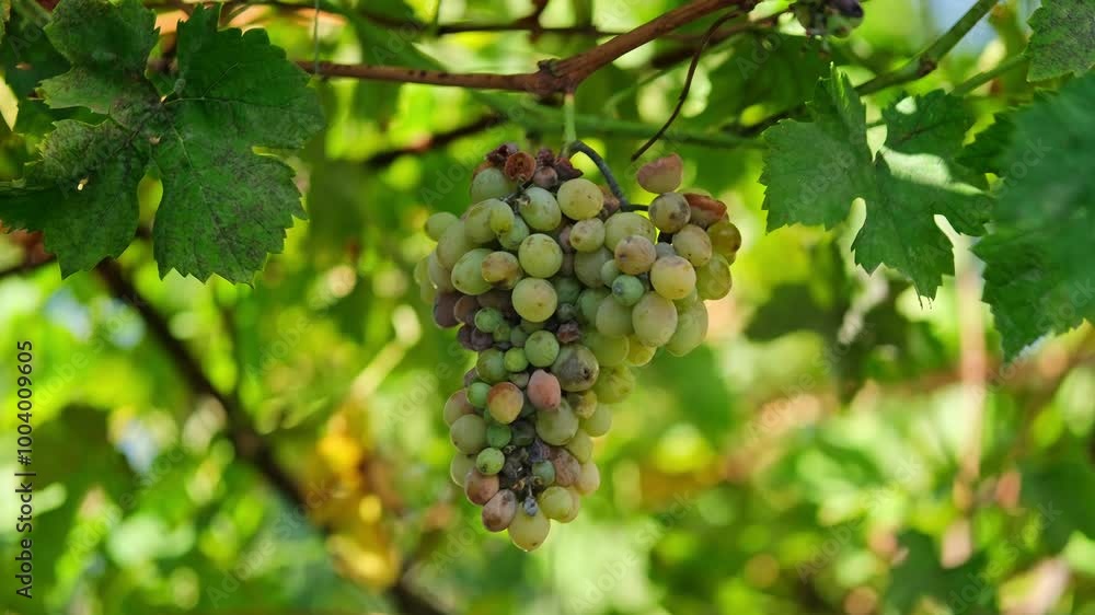 Close up shot of a diseased grape cluster. Grape anthracnose. Close up shot of a diseased grape cluster. Grape anthracnose.