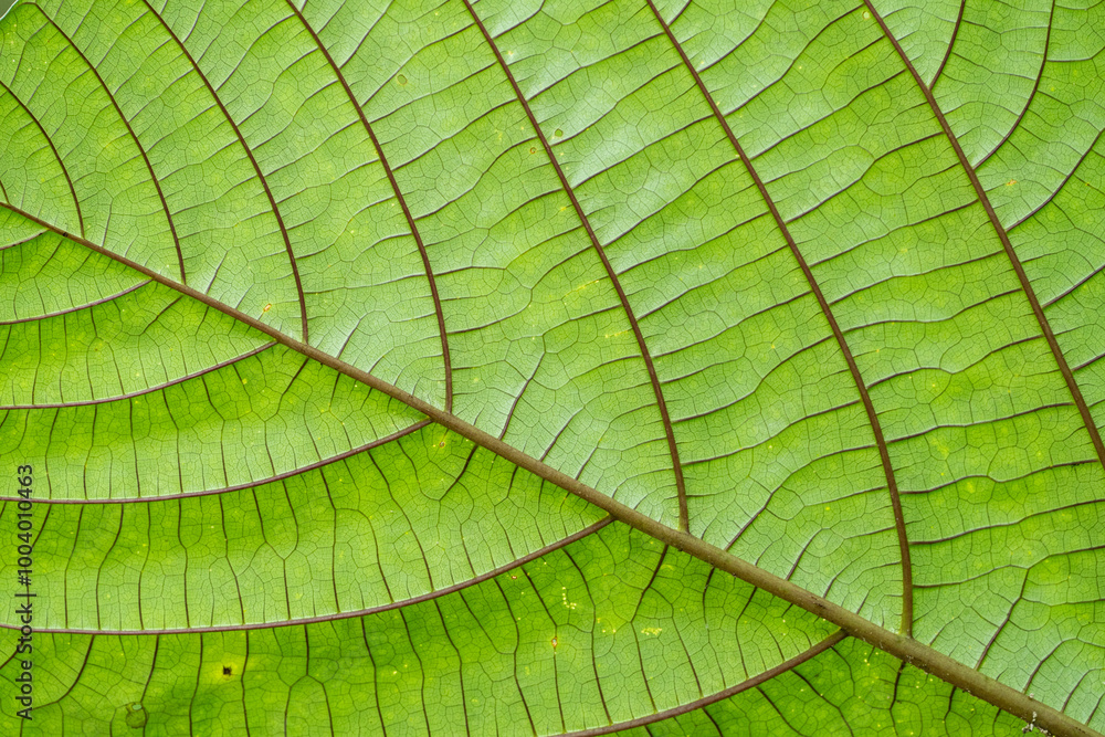 Leaf close up