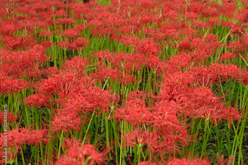 彼岸花の群生