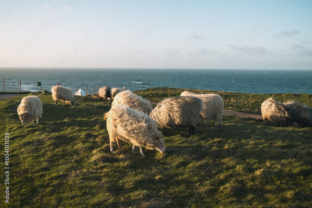 Obraz premium Sheep Grazing on Helgoland's Cliffs