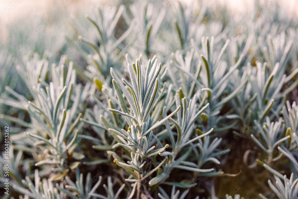 Close-up lavender seedlings growing in a flowerbed in formal garden. Lavender plant silver green foliage macro nature. Gardening, floriculture concept Close-up lavender seedlings growing in a flowerbed in formal garden. Lavender plant silver green foliage macro nature. Gardening, floriculture concept
