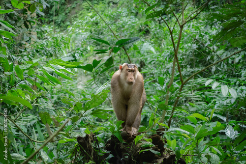 Dominant pig tail monkey photo