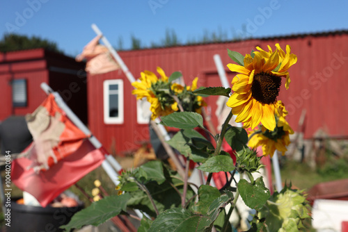 Summer at Hårbølle harbour on Møn, Denmark, Europe