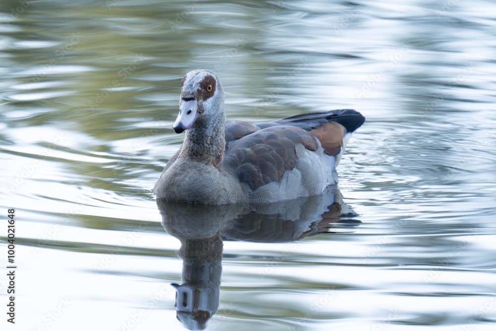 Fototapeta premium Egyptian goose swimming in the water