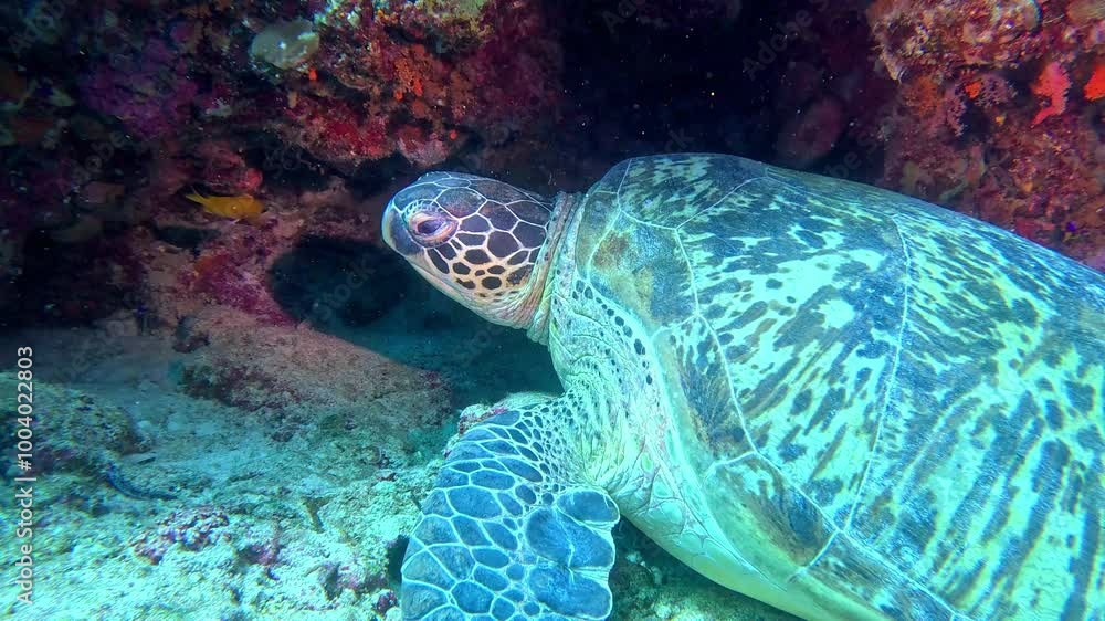 Close-up of a green sea turtle. Close-up of a green sea turtle.