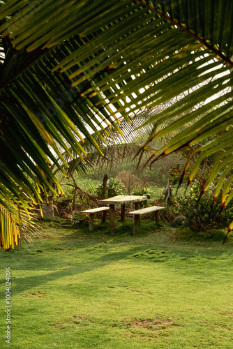 Inviting picnic spot hidden beneath palm leaves photo