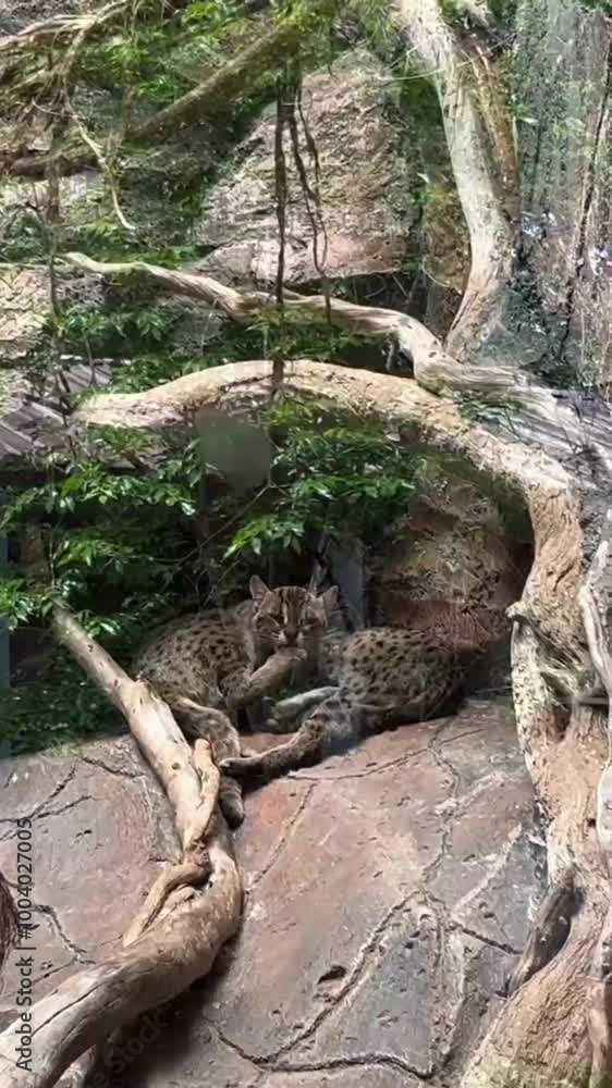 two tiger cubs resting under a tree two tiger cubs resting under a tree