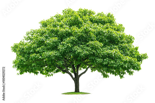 Vibrant green tree with full foliage ,Isolated on transparent background photo