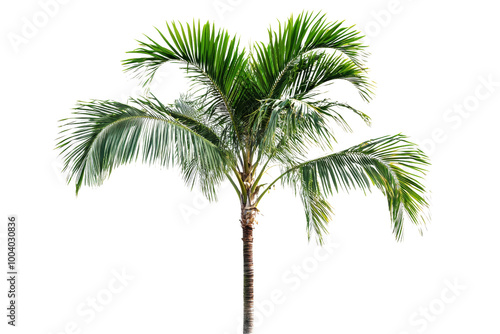 Tropical palm tree with long fronds ,Isolated on transparent background