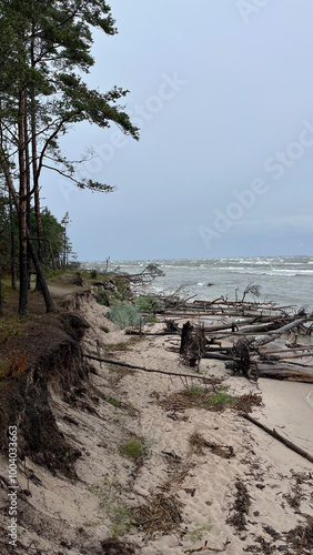 Fallen trees lie on the seashore and waves roll onto the Baltic Sea coast. Seascape. Latvia