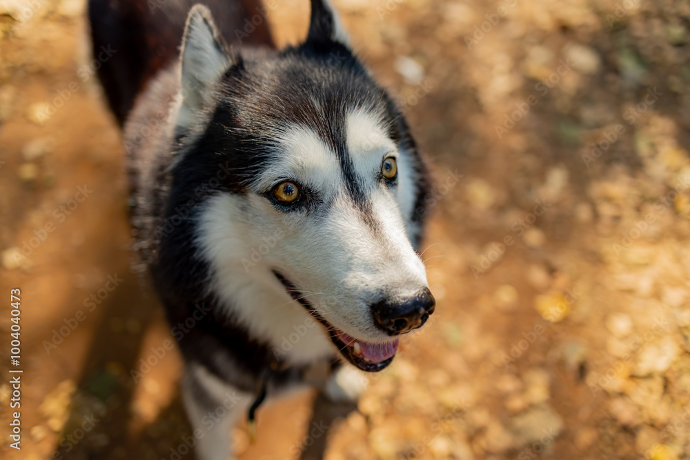 An adult Husky dog with yellow eyes stands on a sunny forest dirt road An adult Husky dog with yellow eyes stands on a sunny forest dirt road