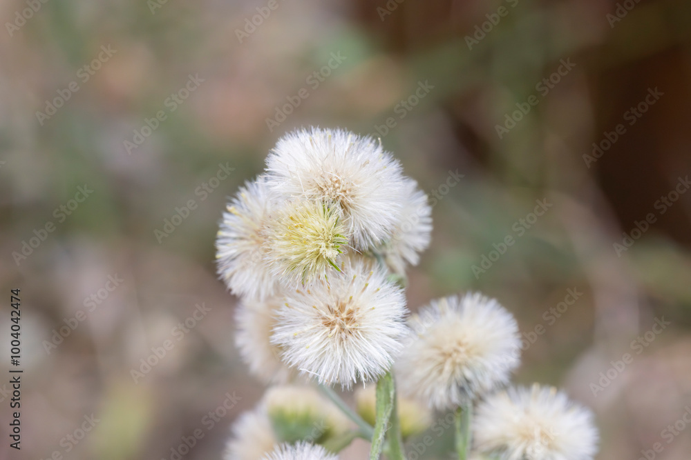 seed head seed head
