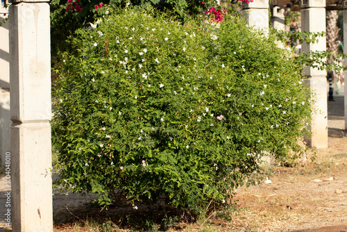 Ornamental Gold Coast jasmine (Jasminium dichotomum) between the wooden columns by the side of a street  photo