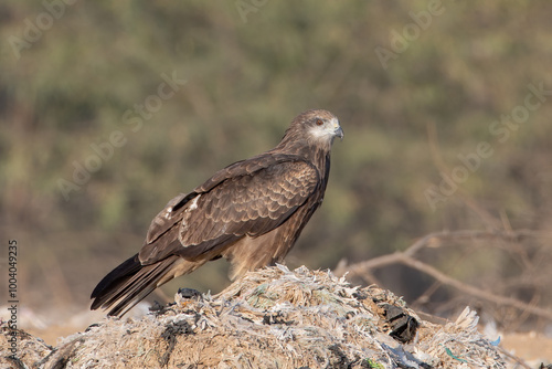 Cuadro en lienzo Black-eared kite or Milvus lineatus at Jorbeer in Rajasthan, India