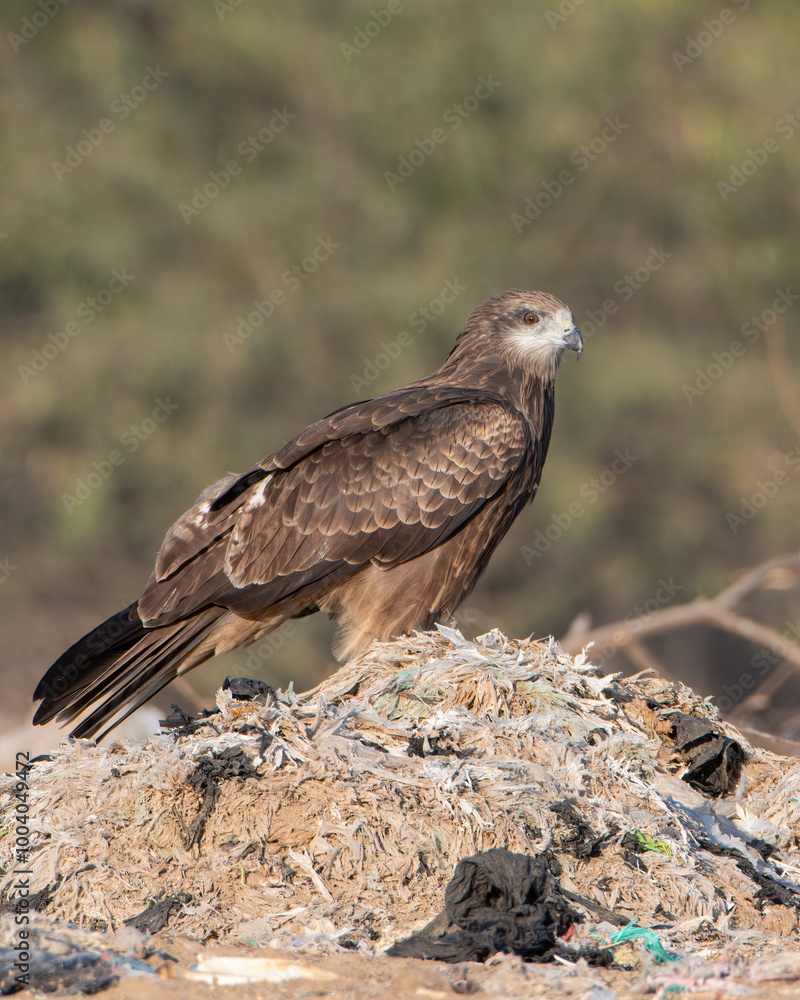 Black-eared kite or Milvus lineatus at Jorbeer in Rajasthan, India Black-eared kite or Milvus lineatus at Jorbeer in Rajasthan, India