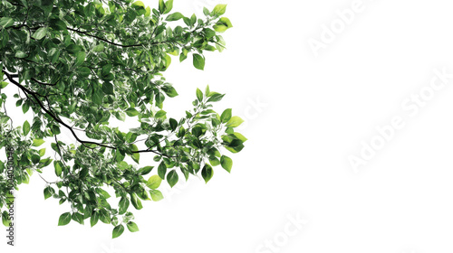 green leaves background