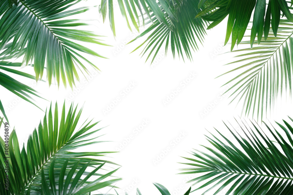 Fototapeta premium palm tree isolated on white background