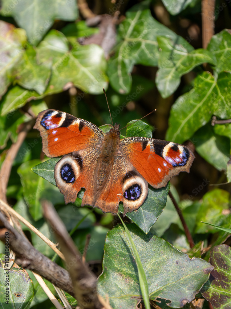 Peacock Butterfly Resting. Wings Open.