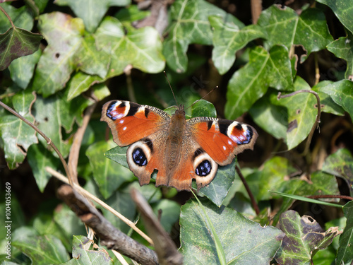 Peacock Butterfly Resting. Wings Open. photo