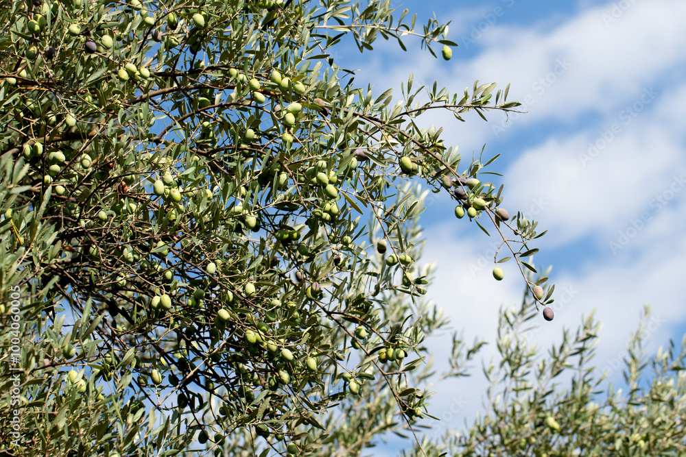An olive branch with ripe fruits for autumn harvest in the Mediterranean region An olive branch with ripe fruits for autumn harvest in the Mediterranean region
