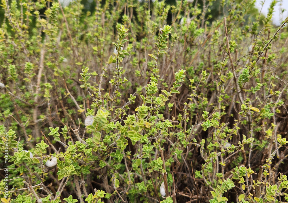 Oregano growing in a stony habitat in Mediterranean region in autumn Oregano growing in a stony habitat in Mediterranean region in autumn
