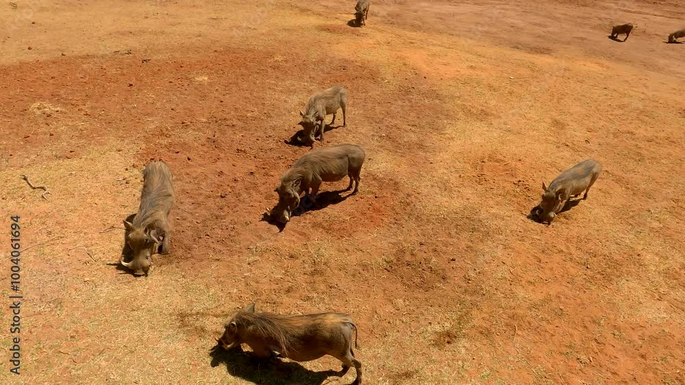 Destructive common warthogs dig up soil looking for bulbs and roots, high angle