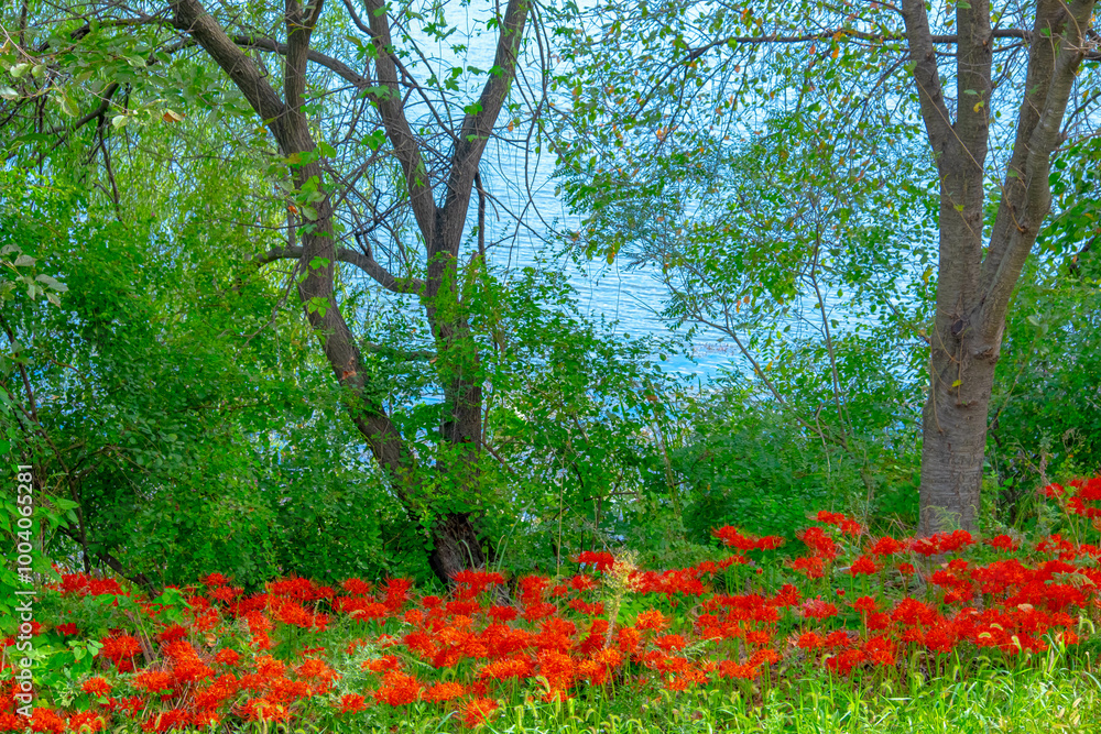 Stunning Red Spider Lilies Blooming in a Serene Landscape Stunning Red Spider Lilies Blooming in a Serene Landscape