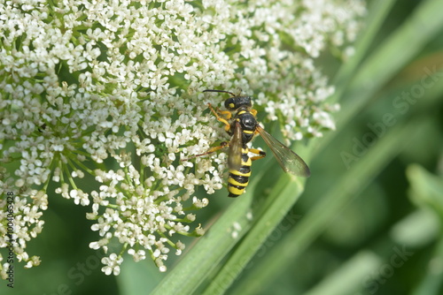 Guêpes polistes qui butine sur une fleur blanche en été, poliste dominula butinage photo