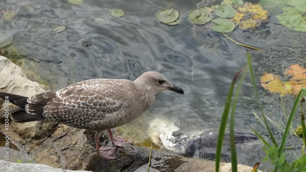 Seagull on Rocks and Eats Fish with Lilypads on the Water in Michigan Harbor Seagull on Rocks and Eats Fish with Lilypads on the Water in Michigan Harbor