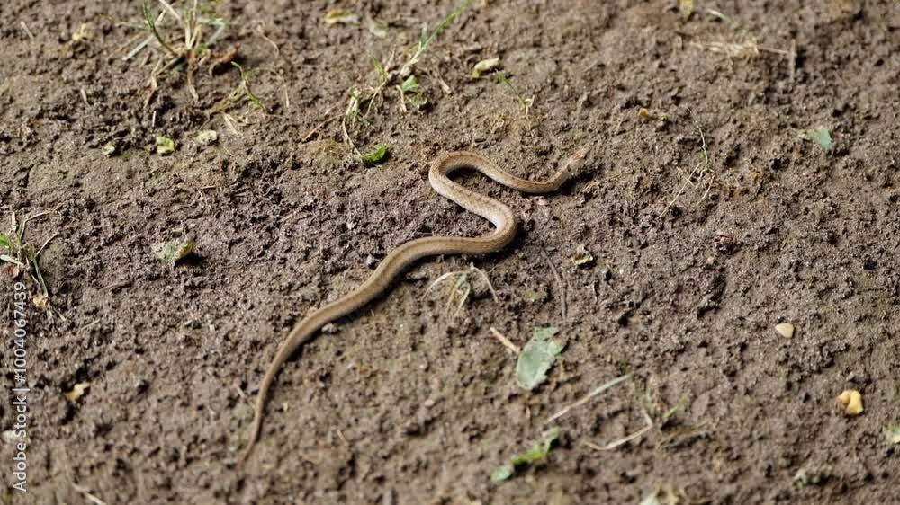 Dekay’s Brownsnake Sitting on Dirt in a Yard on a Summer Day in Michigan Dekay’s Brownsnake Sitting on Dirt in a Yard on a Summer Day in Michigan