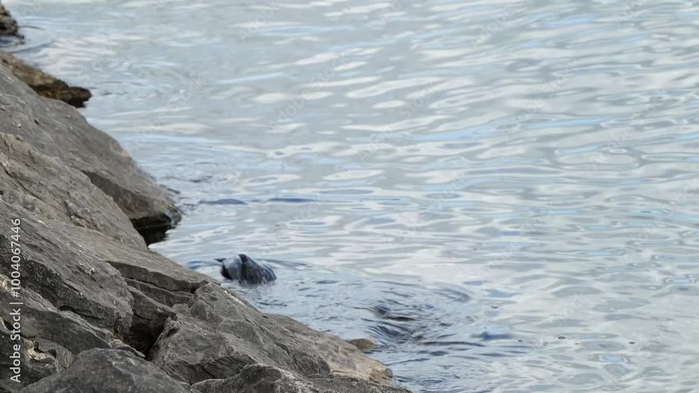 Double Crested Cormorant Duck Searches Underwater for Food Near Rocky Shore on Lake Huron Double Crested Cormorant Duck Searches Underwater for Food Near Rocky Shore on Lake Huron