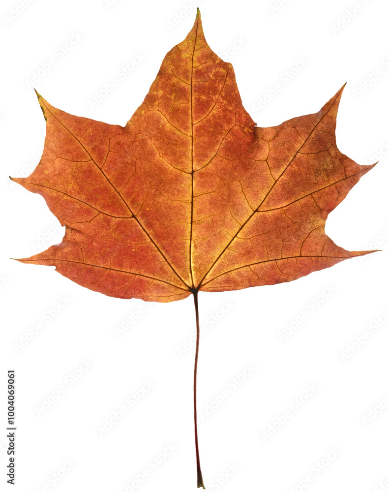 Fototapeta premium Red Autumn Maple Leaf isolated on a transparent background. Completely in focus.
