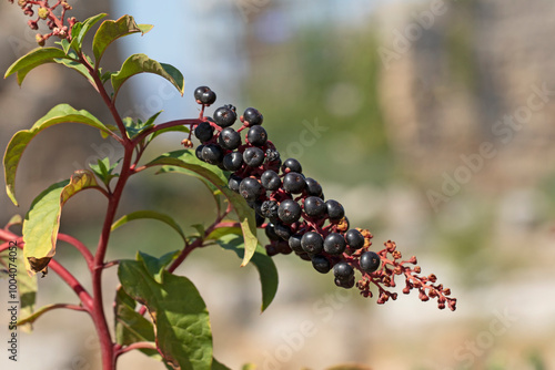 Pokeweed (Phytolacca americana) plants in Perge ancient city photo