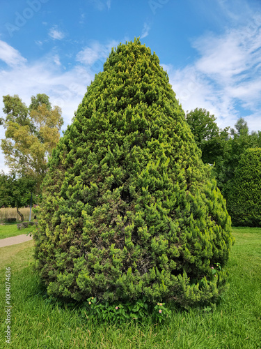 Foto Chinese thuja,Oriental arborvitae, Chinese arborvitae, biota or Oriental thuja (