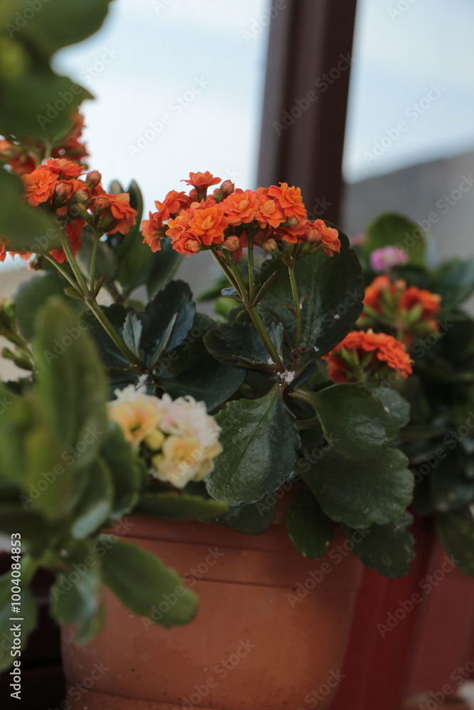 Blooming Kalanchoe close-up. orange flowers of Kalanchoe. Home flowers. Kalanchoe plant with orange flowers, Kalanchoe blossfeldiana. Widow's-thrill flowers.
Blooming Kalanchoe close-up. orange flowers of Kalanchoe. Home flowers. Kalanchoe plant with orange flowers, Kalanchoe blossfeldiana. Widow's-thrill flowers.