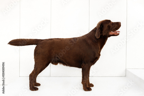 chocolate labrador retriver exterior stand on white background