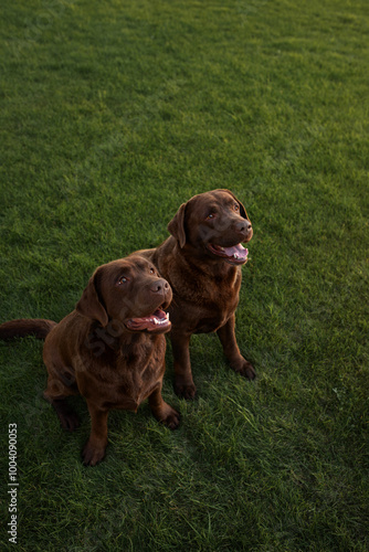 two chocolate labrador retriver dogs portrait on green nature park photo