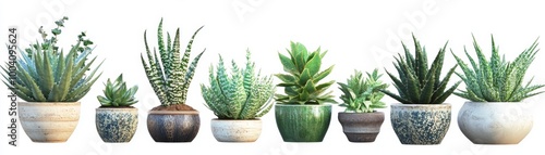 Collection of Succulents in Pots.