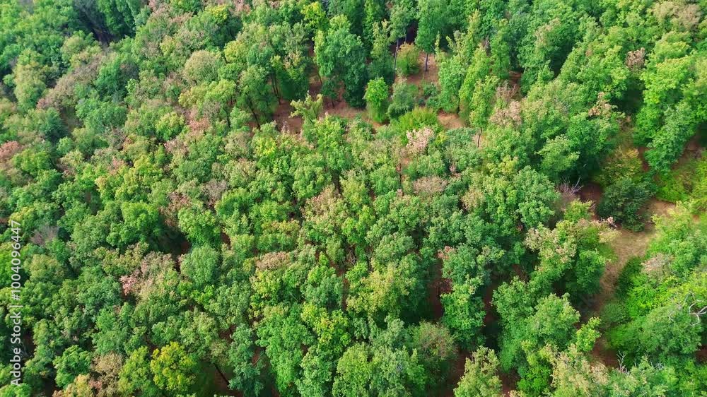 Aerial view of colourful green forest and woodlands in summer, Karpaty - Slovakia Aerial view of colourful green forest and woodlands in summer, Karpaty - Slovakia
