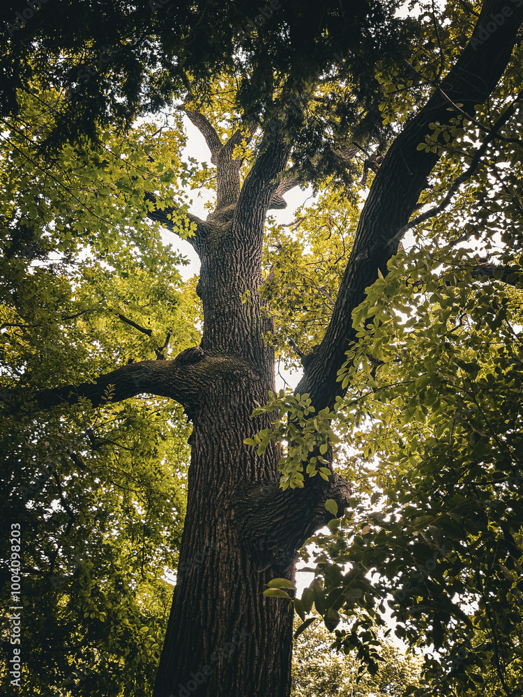 Fototapeta premium A majestic tree bathed in sunlight from below, emphasizing its massive trunk and sprawling branches, with vibrant green leaves