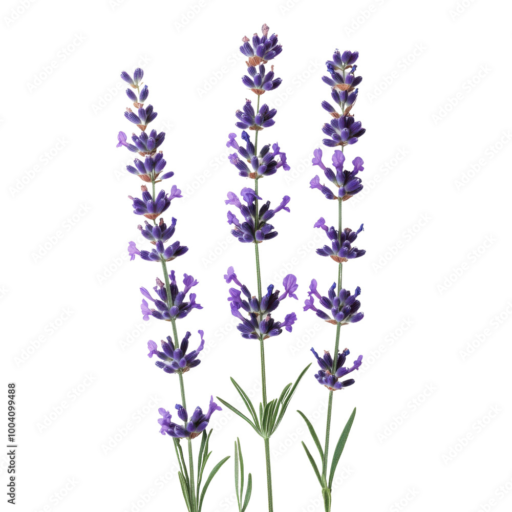 Obraz premium Lavender flowers with slender purple blooms arranged elegantly on a transparent background